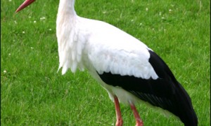 oriental_stork