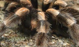 red_knee_tarantula