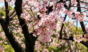MacJapan-CherryBlossoms