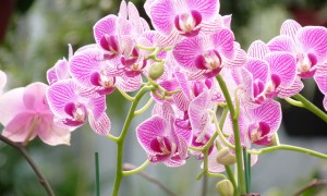 Orchids -- in the pink!