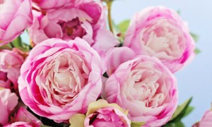 peonies2