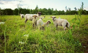 11694975_1097523093609934_6737978842017221915_n