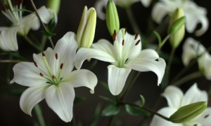 lillies-2