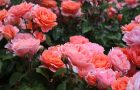 Dabas muzejā atklāta izstāde “Rožu dārzs 2022”