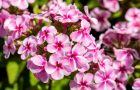 Dabas muzejā varēs apskatīt vairāk nekā simt flokšu šķirņu