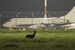 Putnubiedekli_1200x800_006